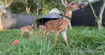 Georgia volunteers give orphaned fawns a second chance