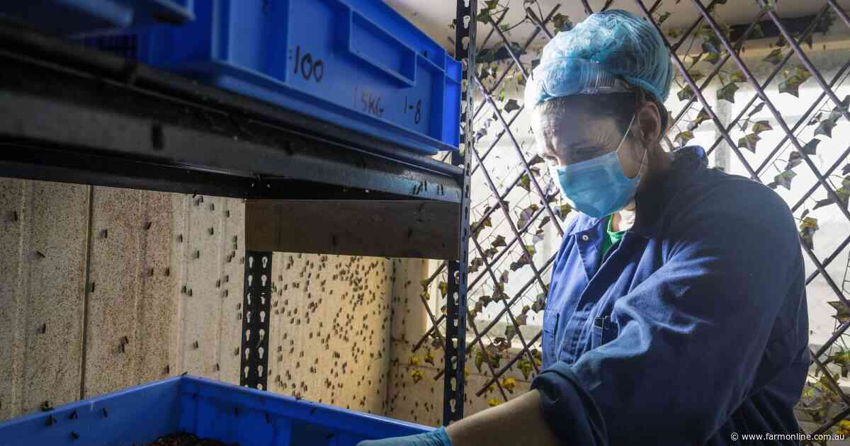 Funding crisis: celebrated maggot-tech company in voluntary administration
