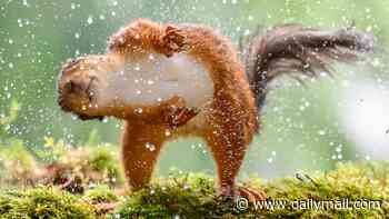 Squirrel goes nuts for a quick dip under a sprinkler to cool off