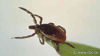 Tick-borne illnesses surge across Canada. What are the symptoms?