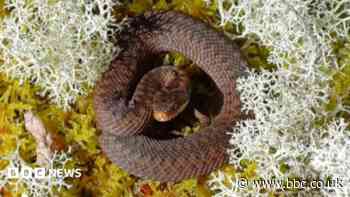 Work to protect adders, slow worms and lizards in Scots peatland
