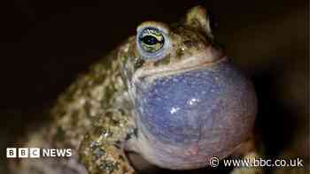 Dune project aims to aid rare toads and beetles