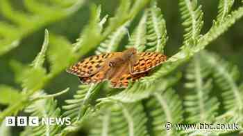Helping one of Britain's rarest butterflies
