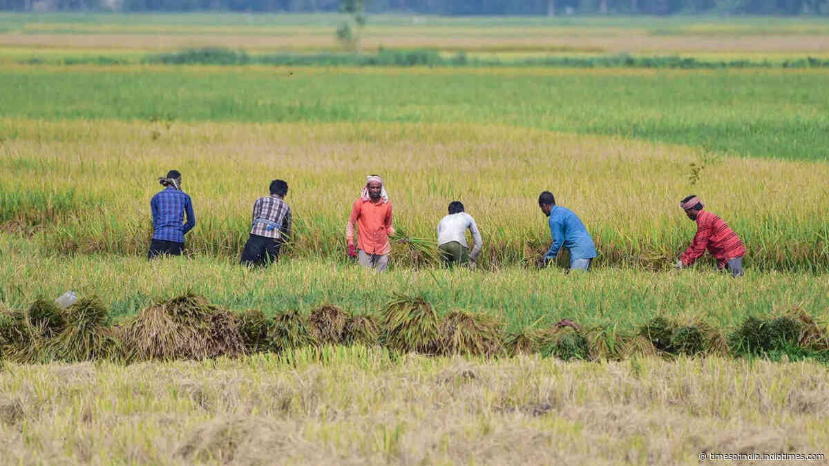 Kharif acreage falls 16%, but ethanol effect boosts sugarcane