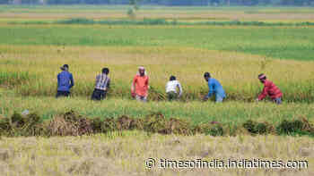 Kharif acreage falls 16%, but ethanol effect boosts sugarcane
