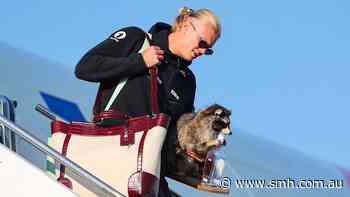 Erling Haaland departs the World Cup ... with a $1000 stuffed raccoon