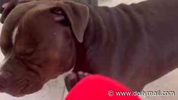 Troubled NFL star Brandon Aiyuk sparks backlash after appearing to kick dog in controversial video