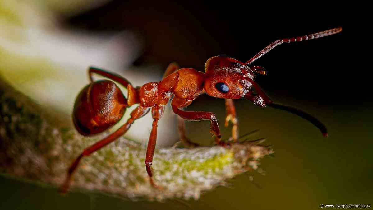 Get rid of garden ants with natural pesticide 'better than white vinegar'
