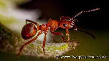 Get rid of garden ants with natural pesticide 'better than white vinegar'