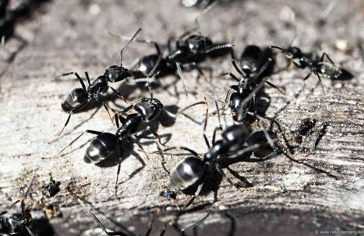 Invasive Ameise breitet sich in Bayern aus