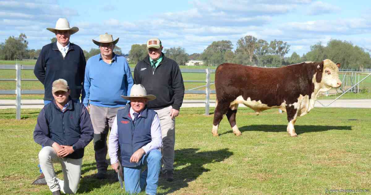 'Presence and style' attracts surprise top bid at Kidman Poll Hereford auction