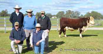 'Presence and style' attracts surprise top bid at Kidman Poll Hereford auction