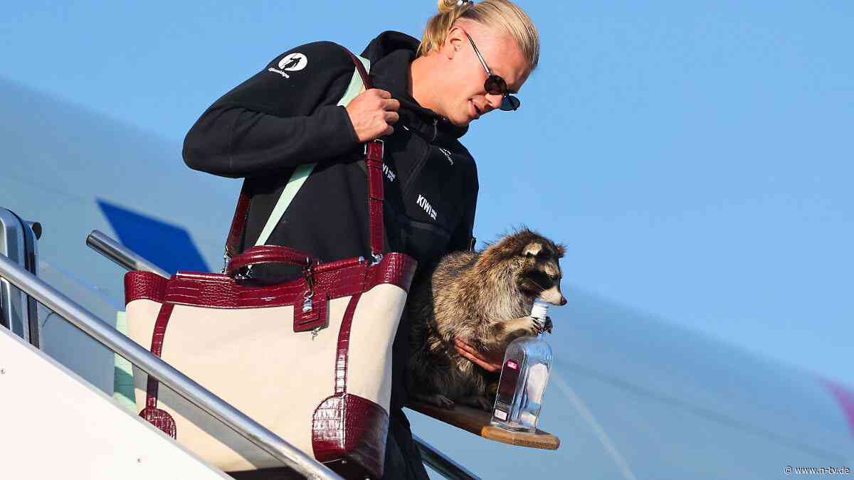Wikinger-Party in Norwegen: Ein letztes Ruuh: Haaland steigt mit Waschbär aus dem Flugzeug