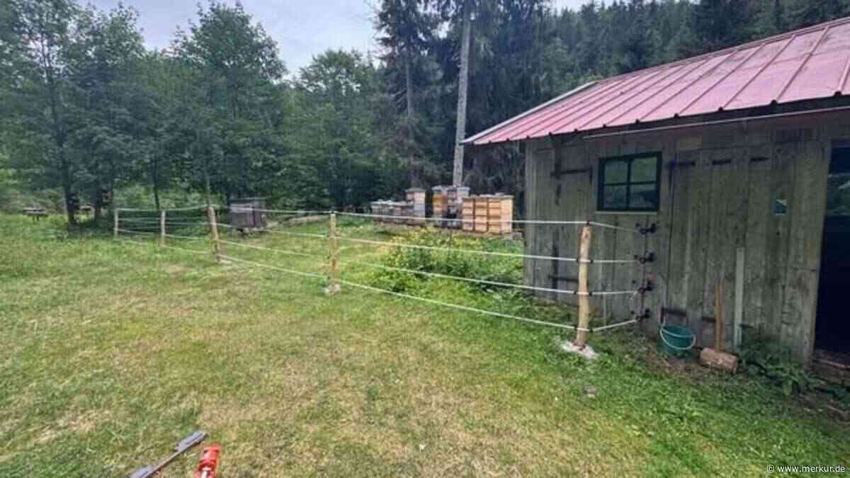 Imker wappnen sich gegen Bären: Belegstelle am Tegernsee mit Schutzzaun ausgestattet