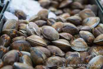 Manila Clams Origin Explained: Are They From the Philippines as They Spread Along the Atlantic Coast?