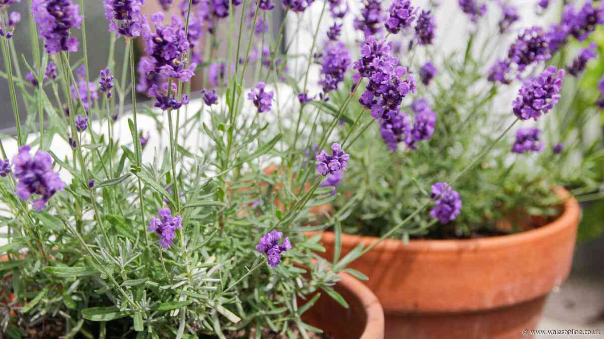 Lavender will never be 'woody' or 'leggy' if you prune plant at 1 time of year