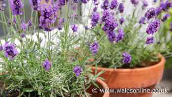 Lavender will never be 'woody' or 'leggy' if you prune plant at 1 time of year