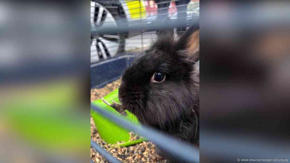 „Schämt euch“: Tierheim Salzgitter ist schockiert über ausgesetzte Kaninchen