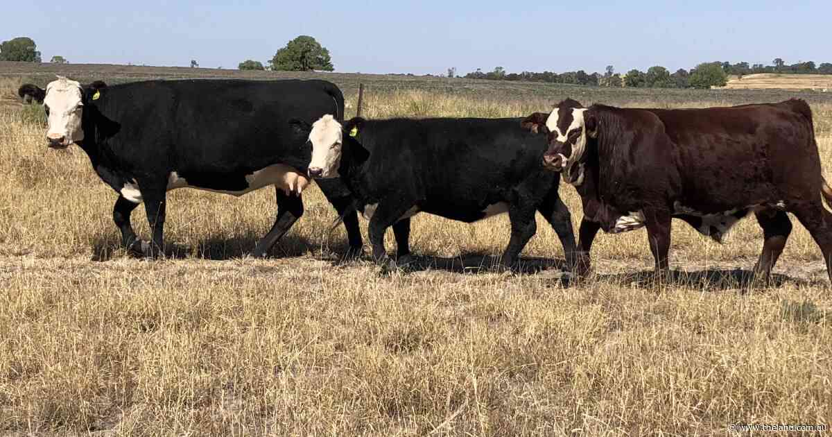 Wanting to cross your herd? Don't use hybrid vigour just for the sake of it