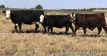 Wanting to cross your herd? Don't use hybrid vigour just for the sake of it
