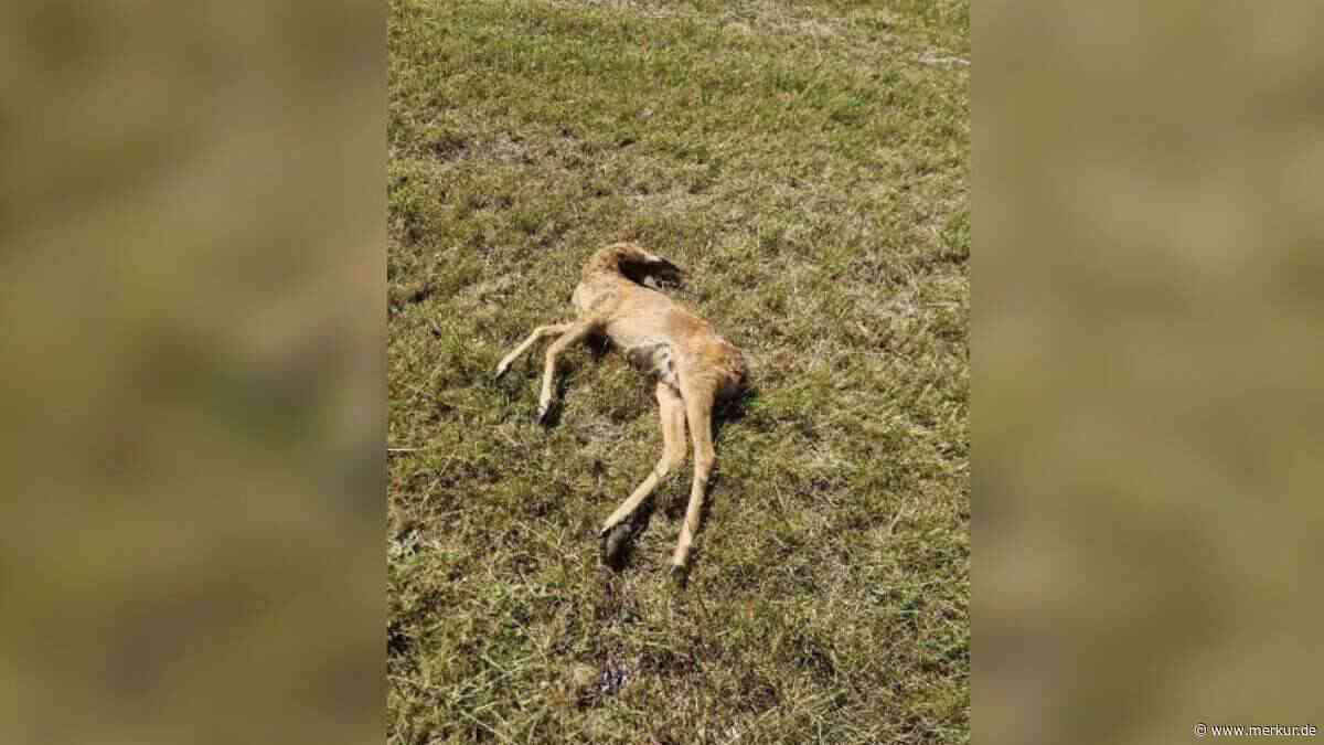 Ausgerechnet kurz nach der Rettung ihrer Kitze: Freilaufender Hund beißt Mutter-Reh tot