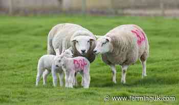 British lamb wins tariff-free access under Swiss trade deal