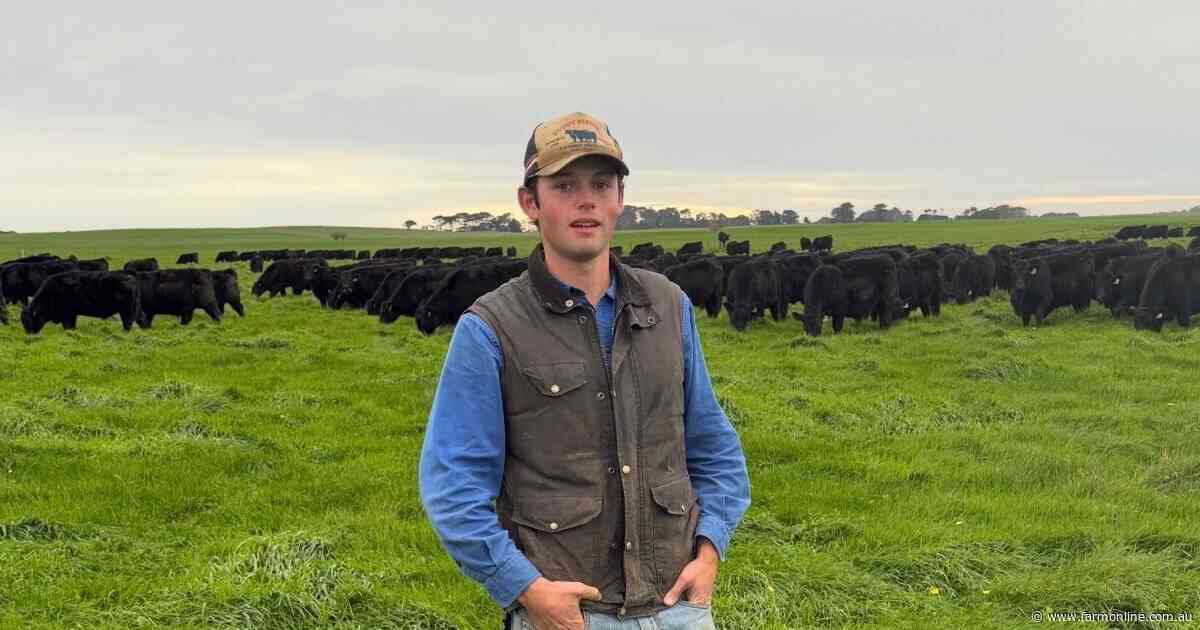 Ben Duddy can process 200 head of cattle an hour in new King Island yards