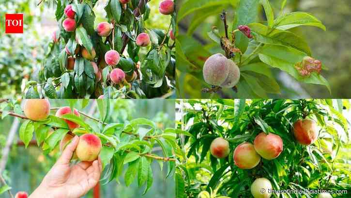 How to grow a peach tree in your garden: A step-by-step guide for beginners