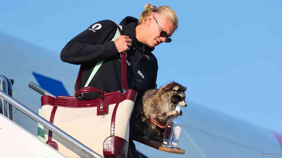 Live WK | Haaland landt met opgezette wasbeer, aftellen naar Frankrijk-Spanje
