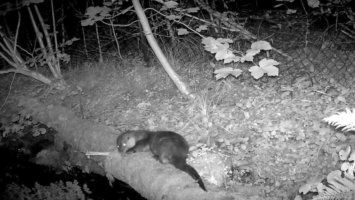 „Nicht nur ein reines Fischproblem“ – Fischotter wieder im Landkreis unterwegs