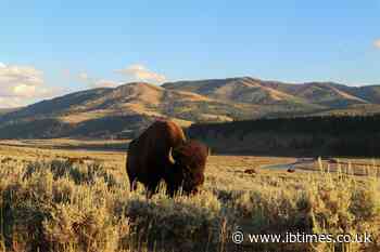 Grandfather Tossed Like a Rag Doll by Rampaging Bull Bison at Yellowstone – Then Cracks Jokes About Ordeal