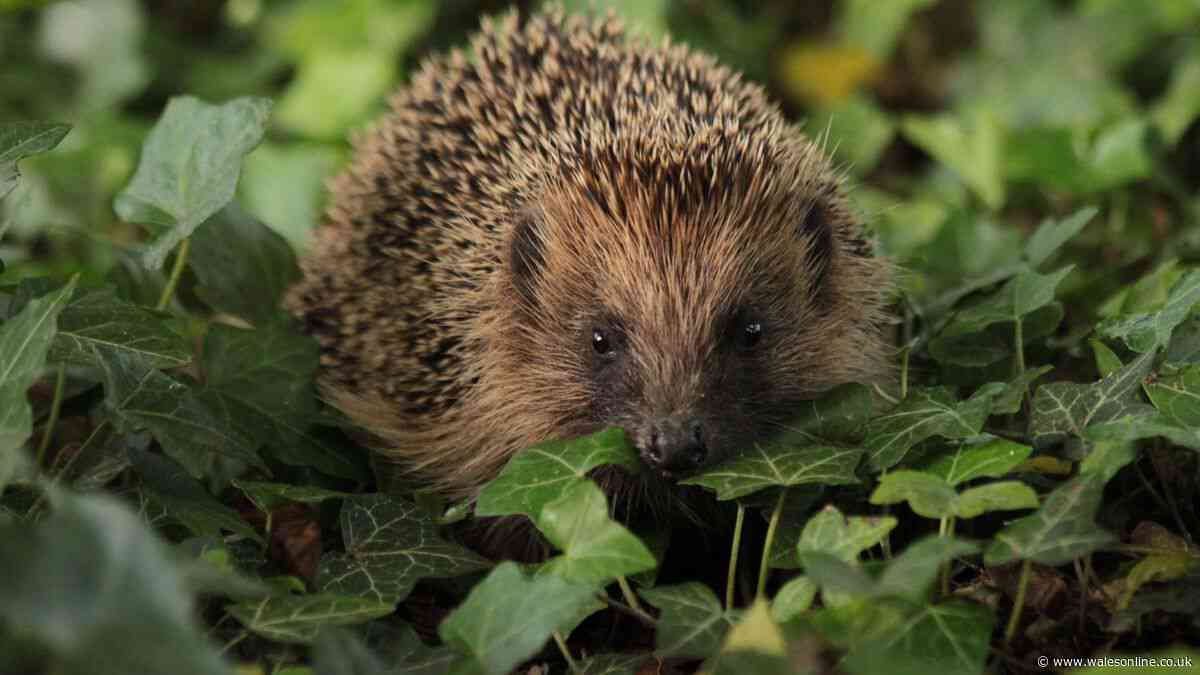 Hedgehog Preservation Society warns gardeners never to leave one thing outside