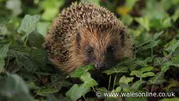 Hedgehog Preservation Society warns gardeners never to leave one thing outside