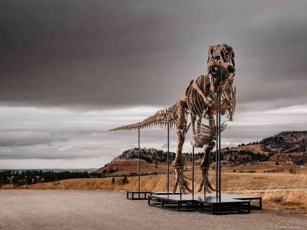 Ieri muore Sam Neill, oggi uno dei più grandi T. rex va all’asta tra le proteste degli scienziati