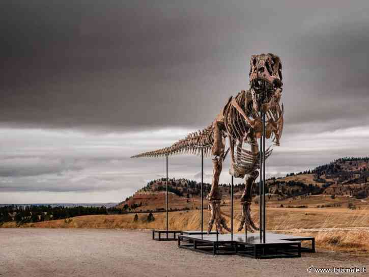 Ieri muore Sam Neill, oggi uno dei più grandi T. rex va all’asta tra le proteste degli scienziati