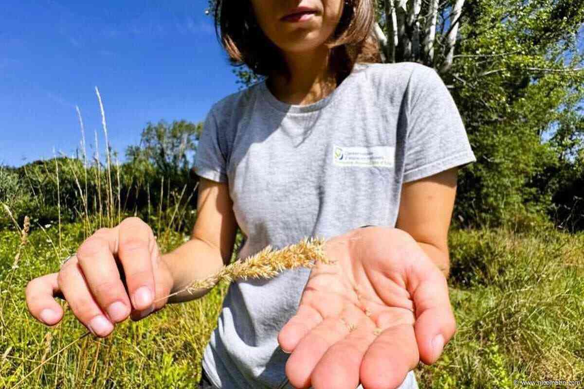 « L’objectif est de ne pas impacter le milieu naturel » : comment ces graines pourraient sauver les prairies humides à Antibes ?