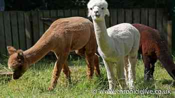Three alpacas arrive at popular Newcastle petting zoo in  'series of exciting improvements'