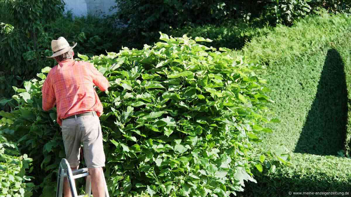 Formschnitt im Sommer: Was Sie beim Heckenschneiden unbedingt beachten müssen