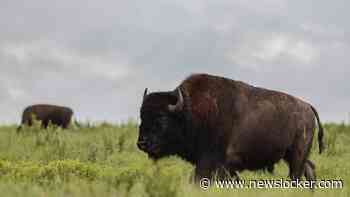 Grootvader (65) nadat bison hem metershoog de lucht inslingert: ’Had me kunnen spietsen’