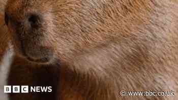 Two capybara pups born to UK's only breeding pair