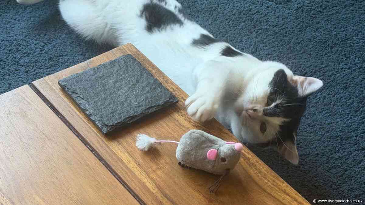Cat owners rush to B&M for £3.50 cat toy that entertains pets for hours