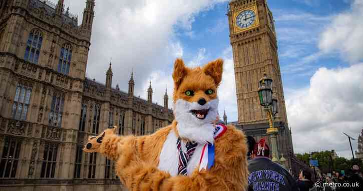 Man dressed as fox pulls out of Clacton election because it’s become a ‘circus’
