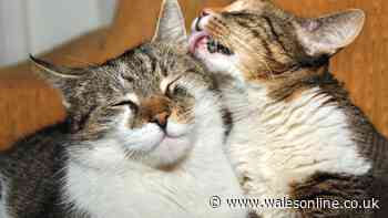 'Real reason' cats always lick each other – it's not a sign of affection