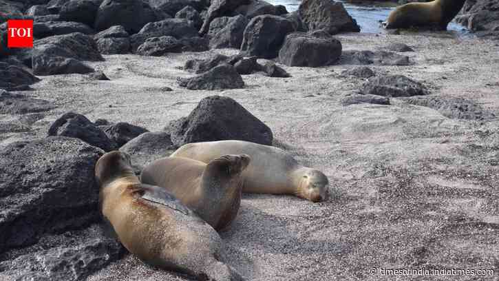 The islands where animals rule: Why humans give up beach chairs for sea lions