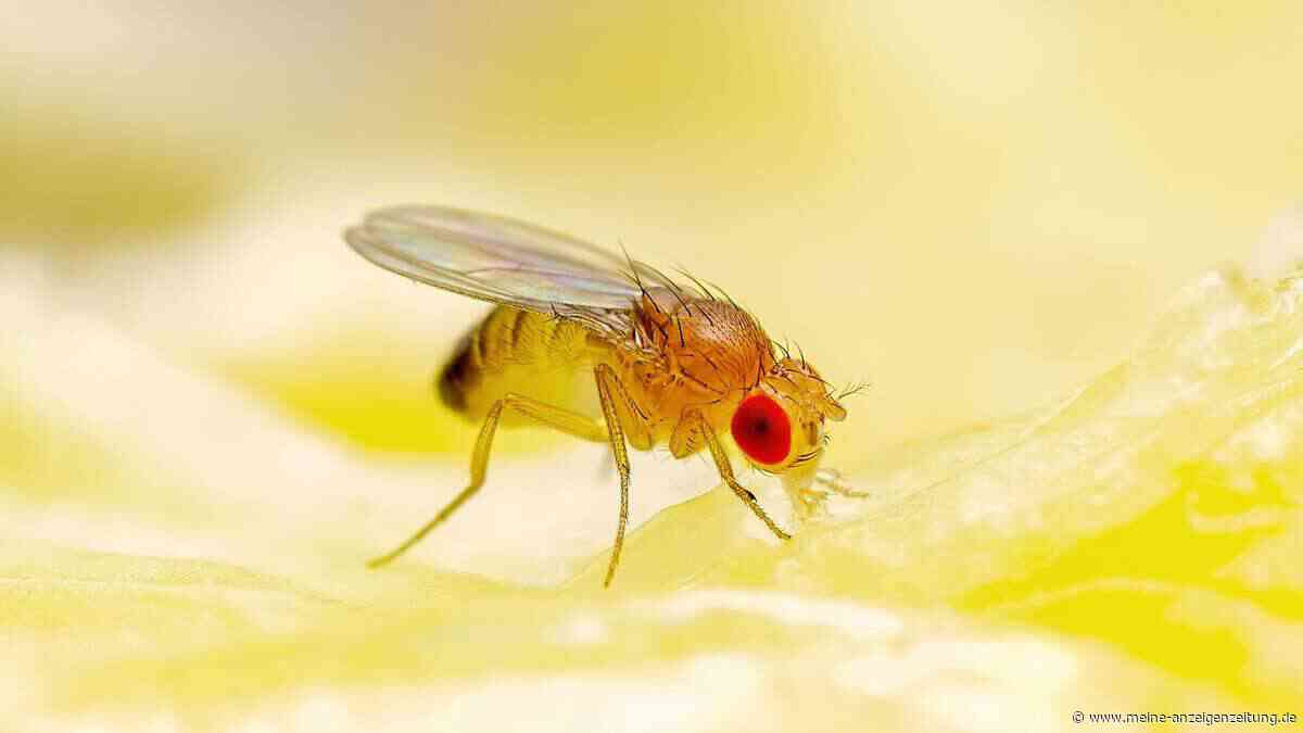 Fruchtfliegen: So werden Sie die lästigen Insekten wieder los