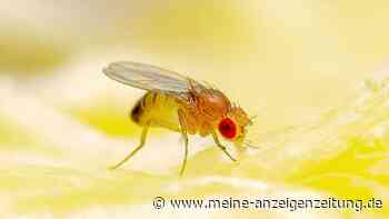 Fruchtfliegen: So werden Sie die lästigen Insekten wieder los