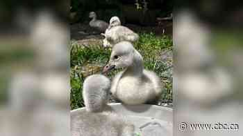 Thunderbird Raptor Rescue cares for several orphan swan cygnets from across the region