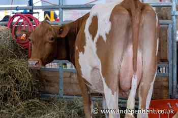 Man trampled to death by cattle on National Trust estate