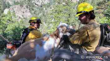 Goldie the goat tries to join the fire squad | The Moment