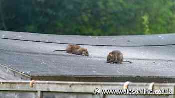 Rats and mice away will stay away in July if you place 22p kitchen item outside